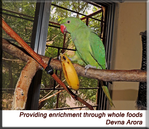 Devna Arora - Providing enrichment through whole foods